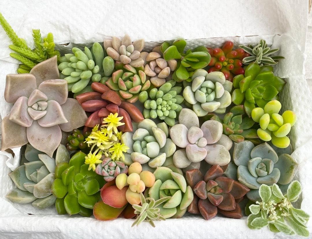 Amazon｜多肉植物 カット苗 ミックス 箱いっぱい お楽しみセット｜観葉