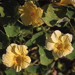 Sponsored Ad - Outsidepride Tropaeolum Nasturtium Moonlight Climbing, Vining, Flowering, Plants for Trellis, Fences, Arbor...