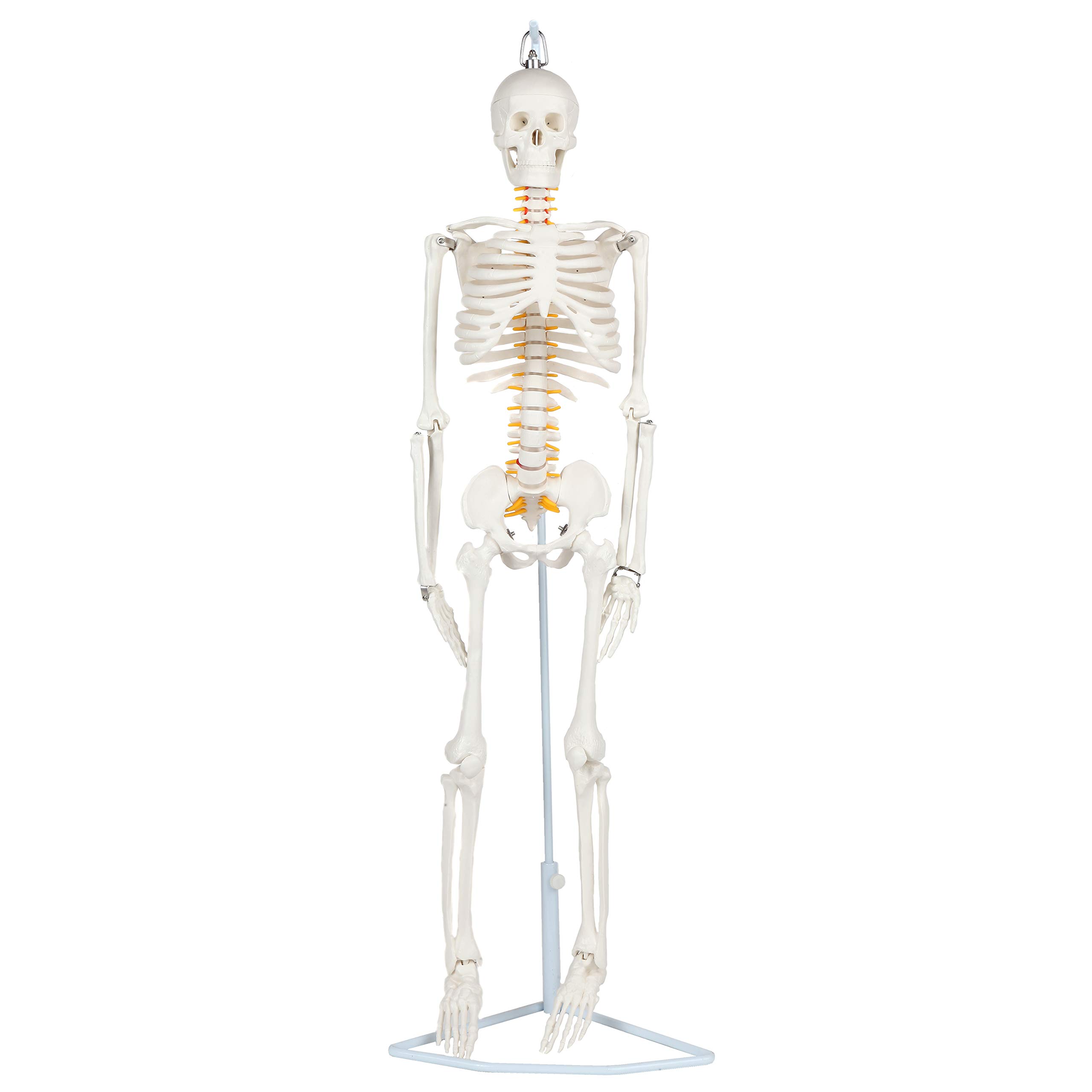 Anatomy Lab Essential Flexible Mini Human Skeleton | 35