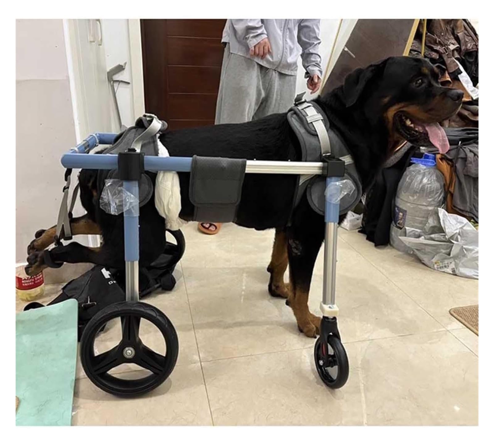 Fauteuil roulant réglable pour grand chien paralysé - Chariot de soutien et de marche