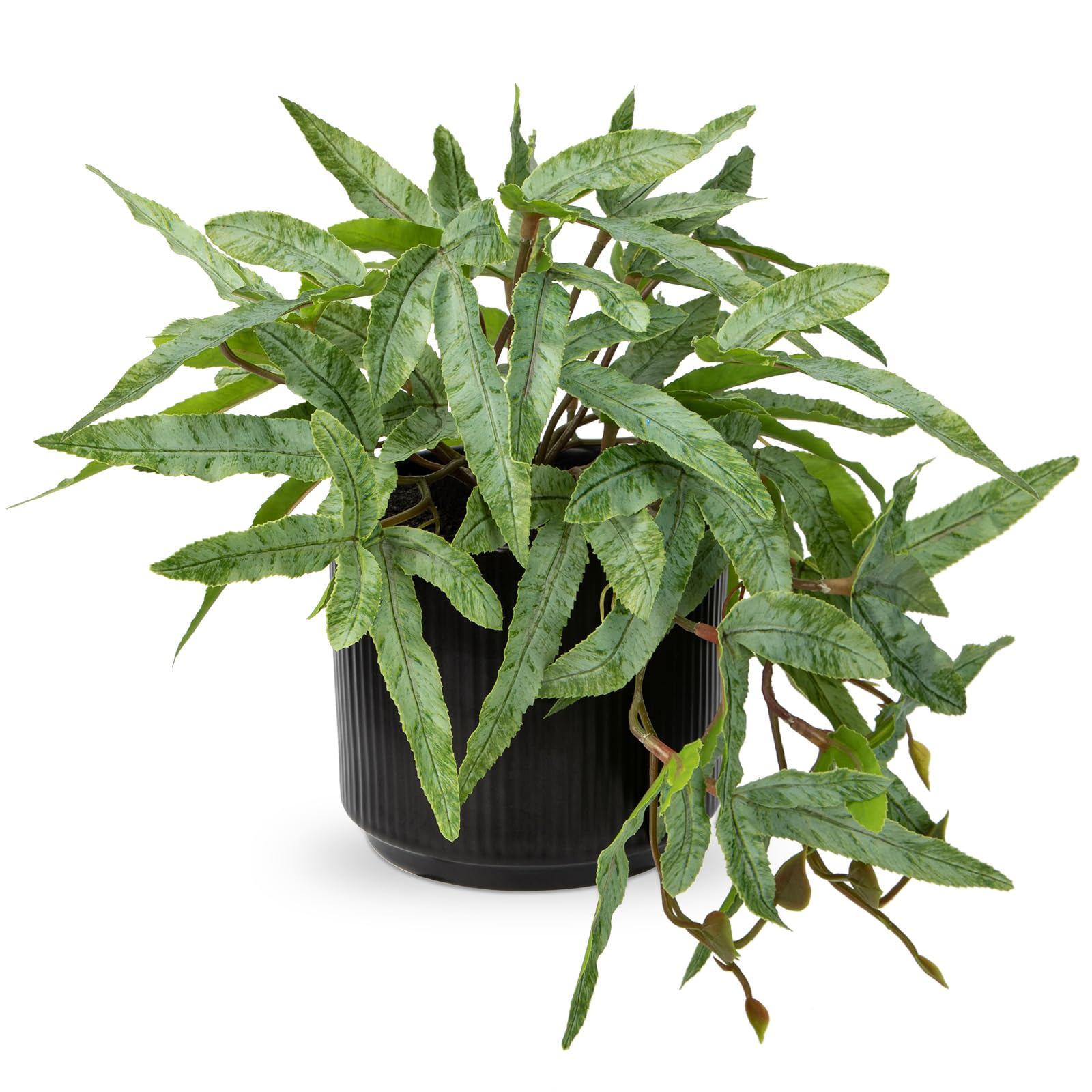 Briful 9" Small Artificial Fern Plants Indoor Pteris Cretica Fake Plants, Faux Fern in Black Ceramic Pot Decorative Artificial Plants for Home Living Room Kitchen Bathroom Decor