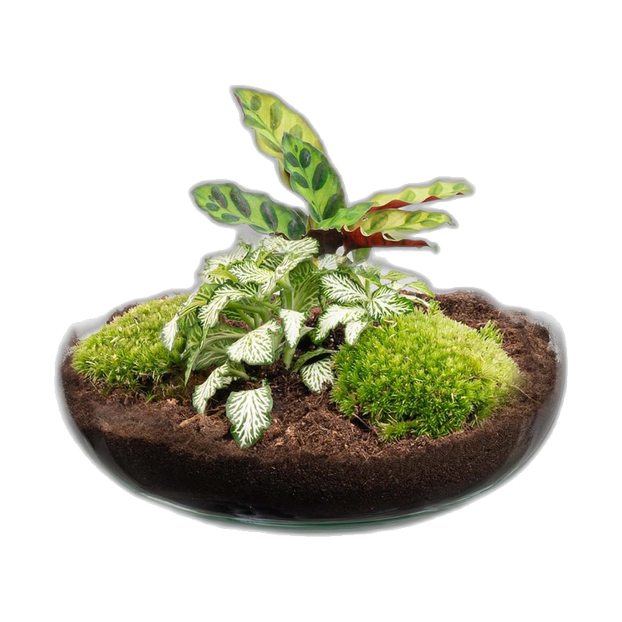 Terrario DIY con Cristal y Corcho, Decoración de Interior, Verde, 27 cm