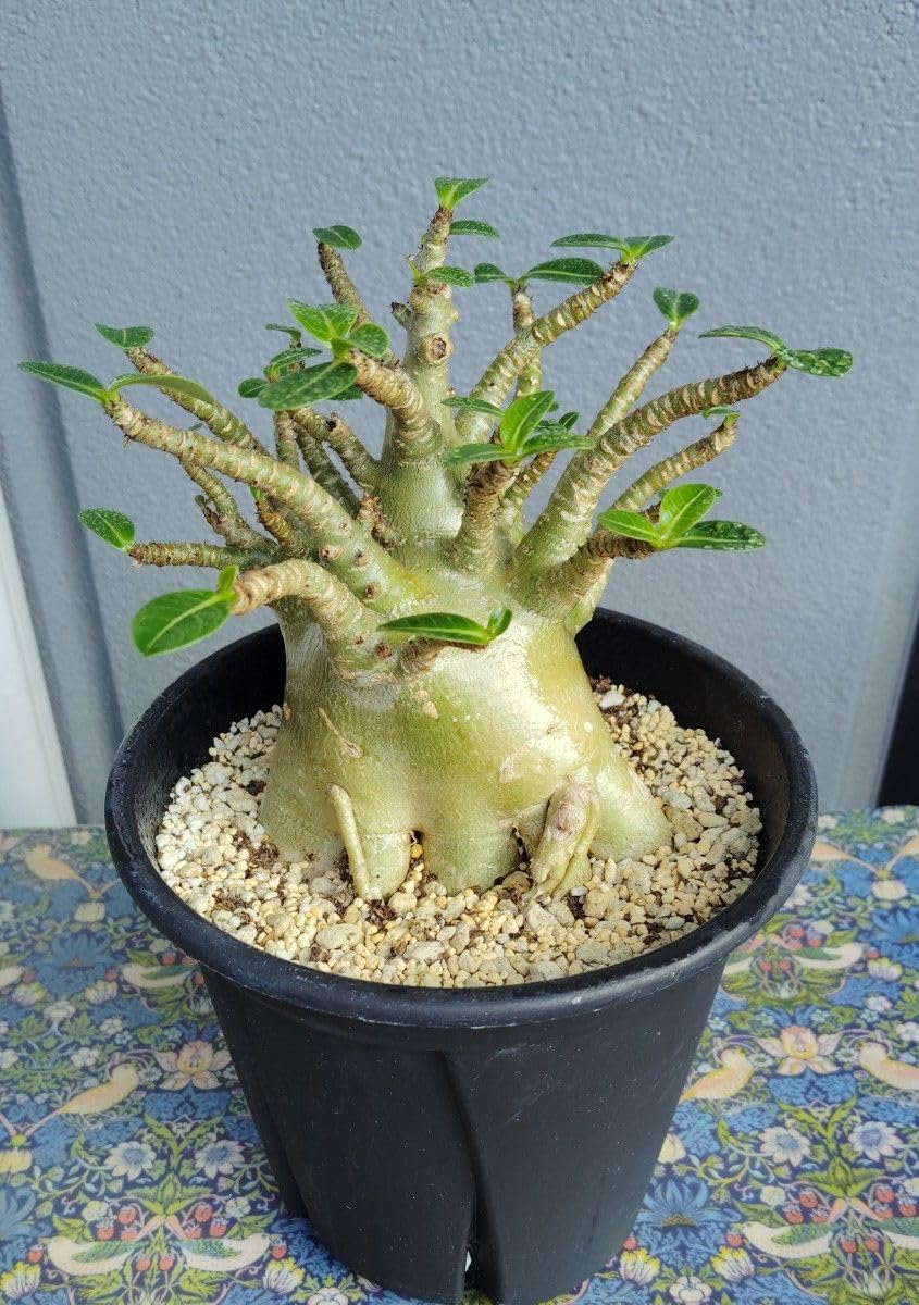 Amazon｜アデニウム アラビカム スーパードワーフ 塊根植物｜観葉植物