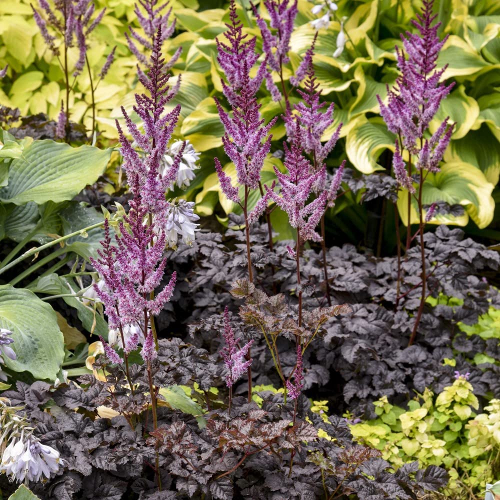Hardy Perennial Astilbe Dark Side of The Moon False Goatsbeard Patio Cottage Woodland Cut Flower 2 x 9cm Potted Plants by Thompson and Morgan