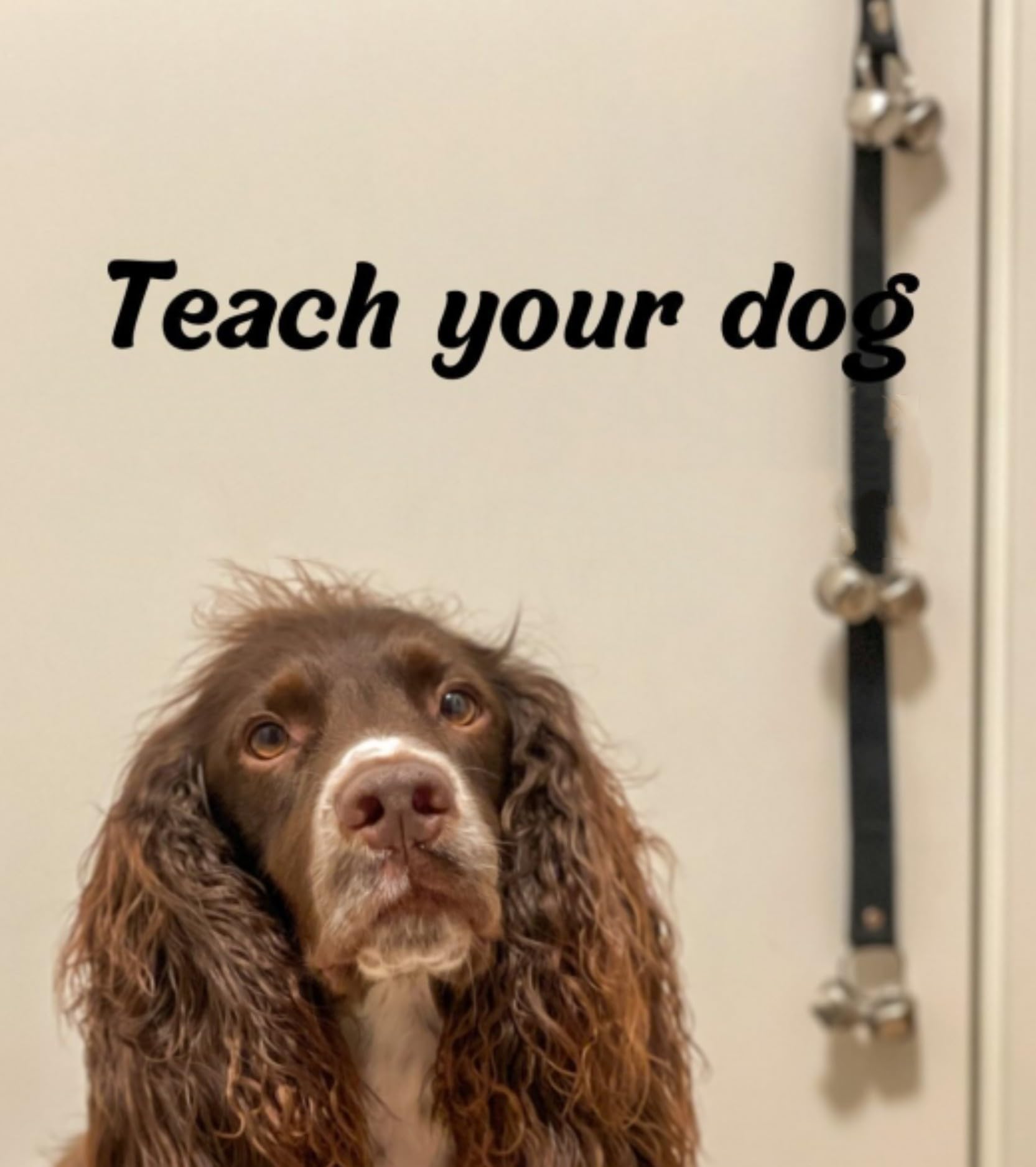 Cloche pour chien pour apprentissage de la propreté à l'extérieur - Sonnette de porte efficace pour chien - Facile à utiliser et durable