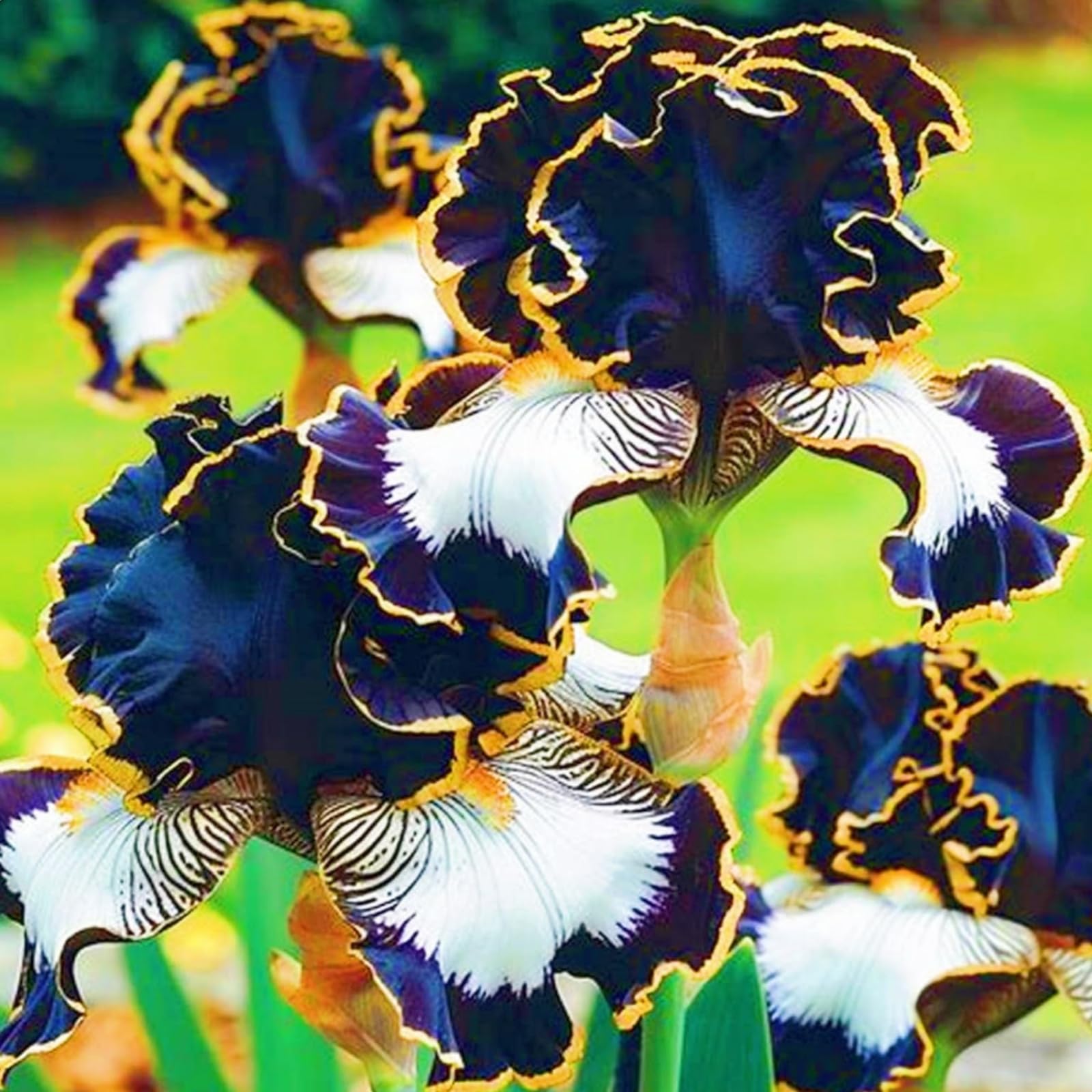 Elegant,Bearded Iris Bulbs Mix for Planting Now UK/Fragrant Large Bloom Iris Tubers,Hardy Plants for Garden Borders,Perennial,Excellent Display,Garden Stakes.- 15Rhizome-H