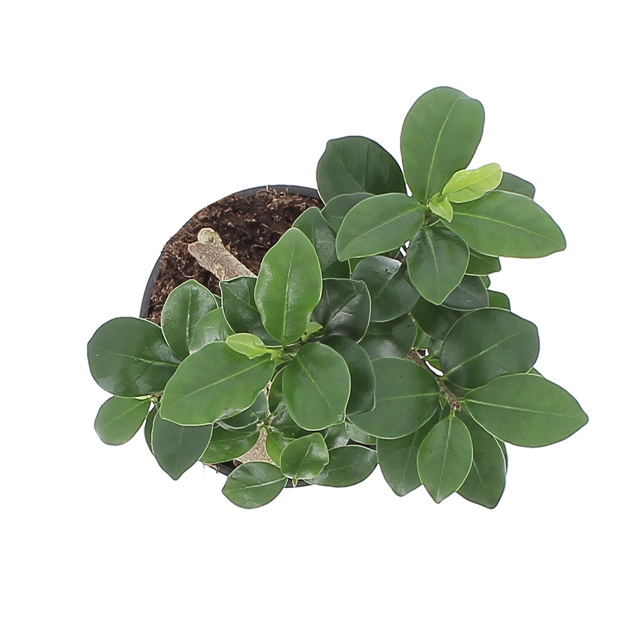 KENTIS - Bonsaï Ficus Ginseng/Retusa - Vraies Plantes d'Intérieur - Vrai bonsaï - Pot de Ø 12 cm