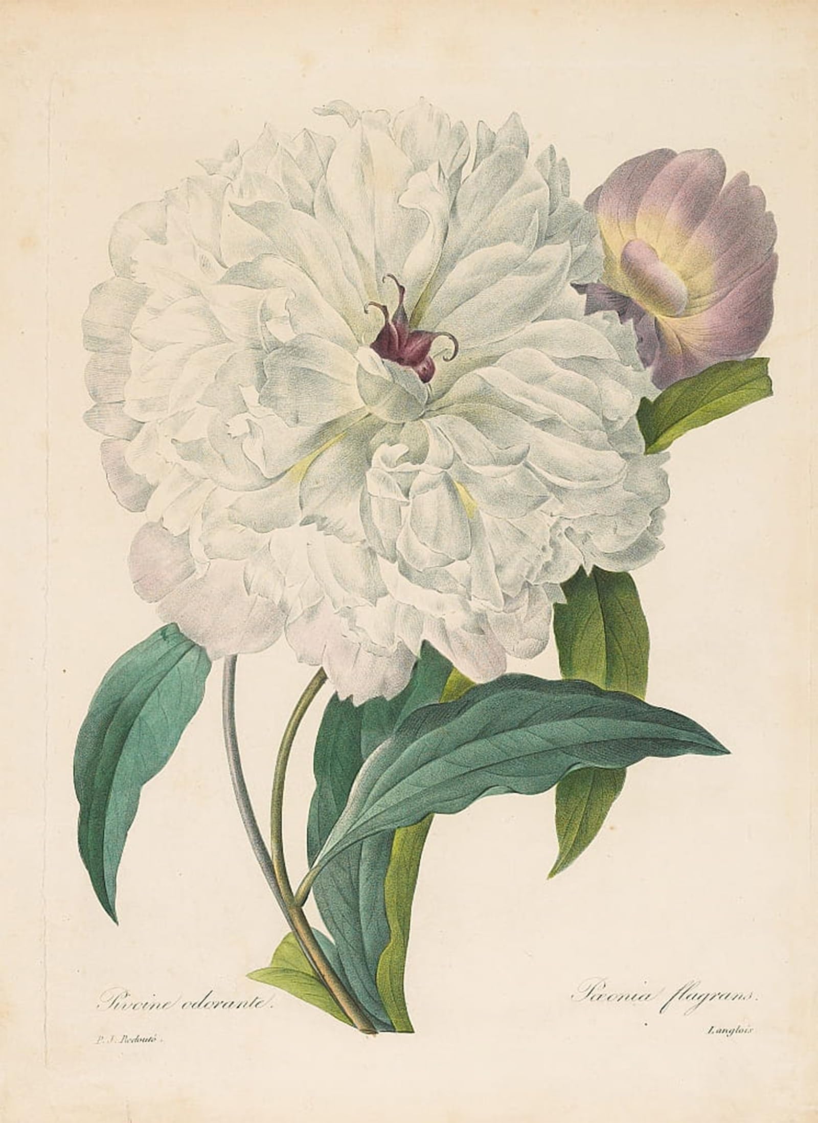 SERENDIPITP Retro Picture Poster Wall Art Pictures Painting Paeonia flagrans by Pierre Redouté Wall Art Canvas Print for Wall Decor 60x90cm