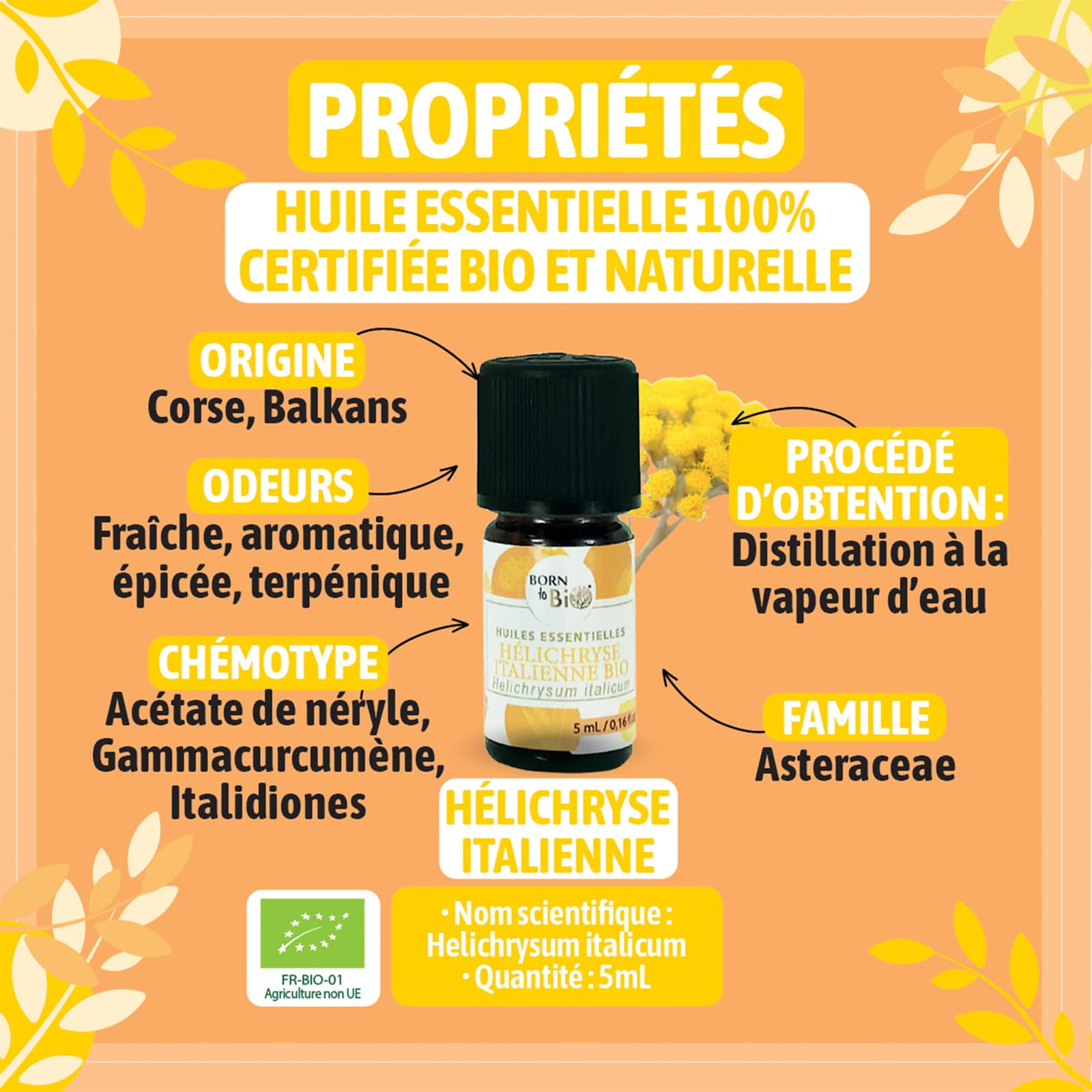 BORN TO BIO Huile Essentielle Hélichryse Italienne Bio - 100% Pure et Naturelle - Propriétés Anti-Hématomes et Cicatrisantes - Certifié EcoCert - 5ml