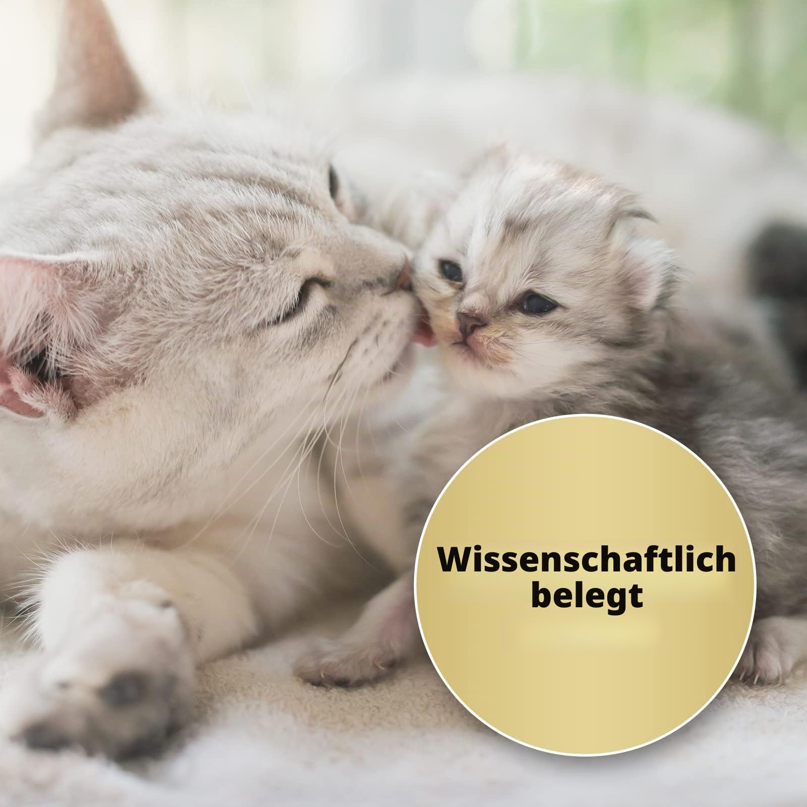 Felisept Family Comfort Starter-Set im Mehrkatzenhaushalt (Verdampfer + Flakon 45ml) - Beruhigungsmittel für Katzen - Katzen Beruhigungsmittel natürliche Katzenminze - Entspannungsmittel für Katzen