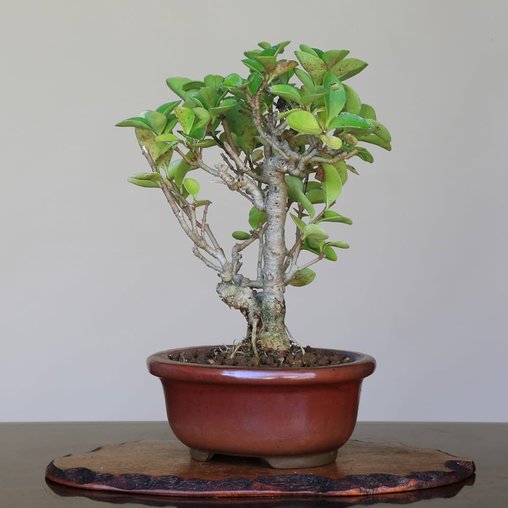 イボタ　ミニ盆栽(^^) ミニ盆栽 イボタ/盆栽、多肉植物、塊根植物、観葉植物通販