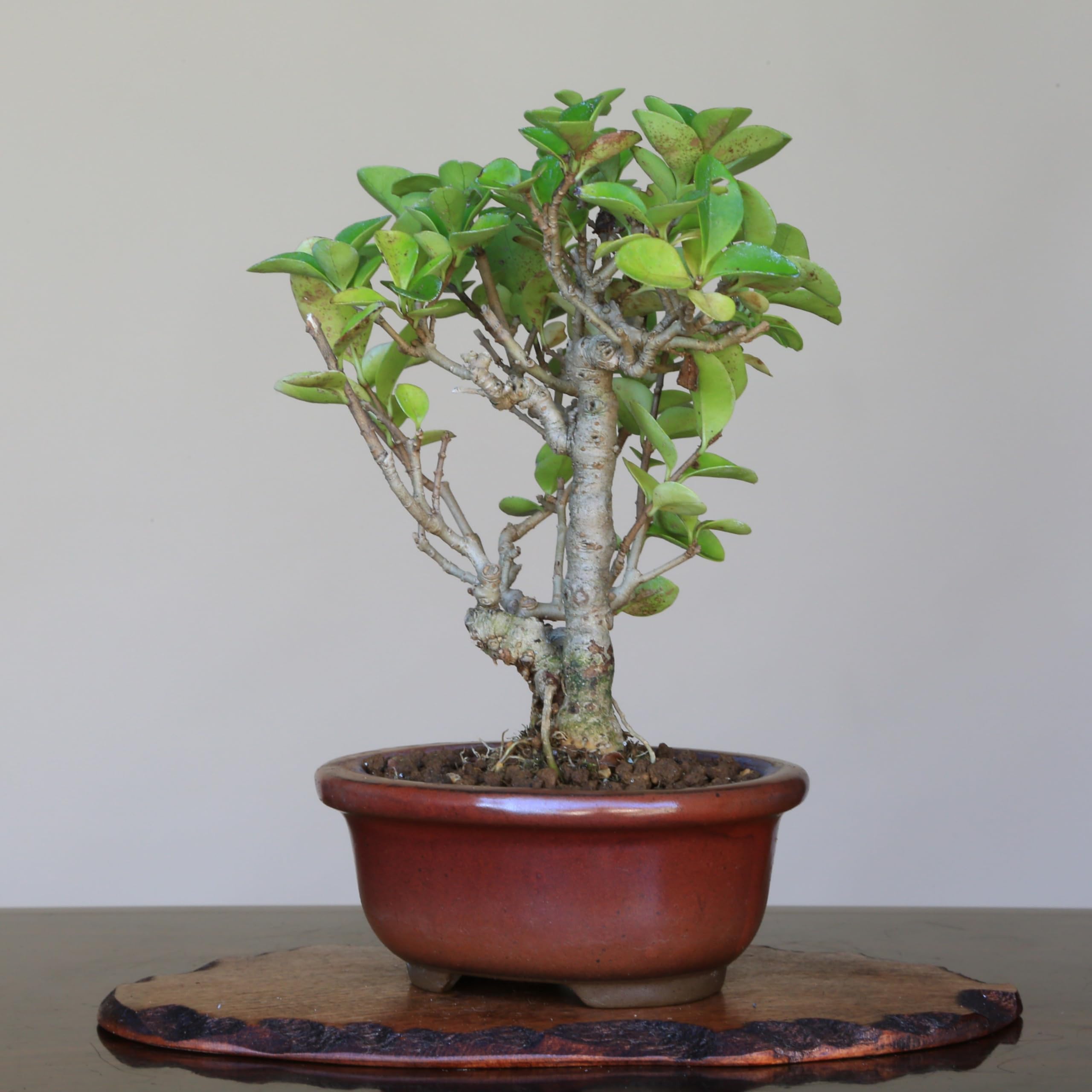 Amazon.co.jp: イボタ ミニ盆栽【泰寿園 Online】 : DIY・工具・ガーデン