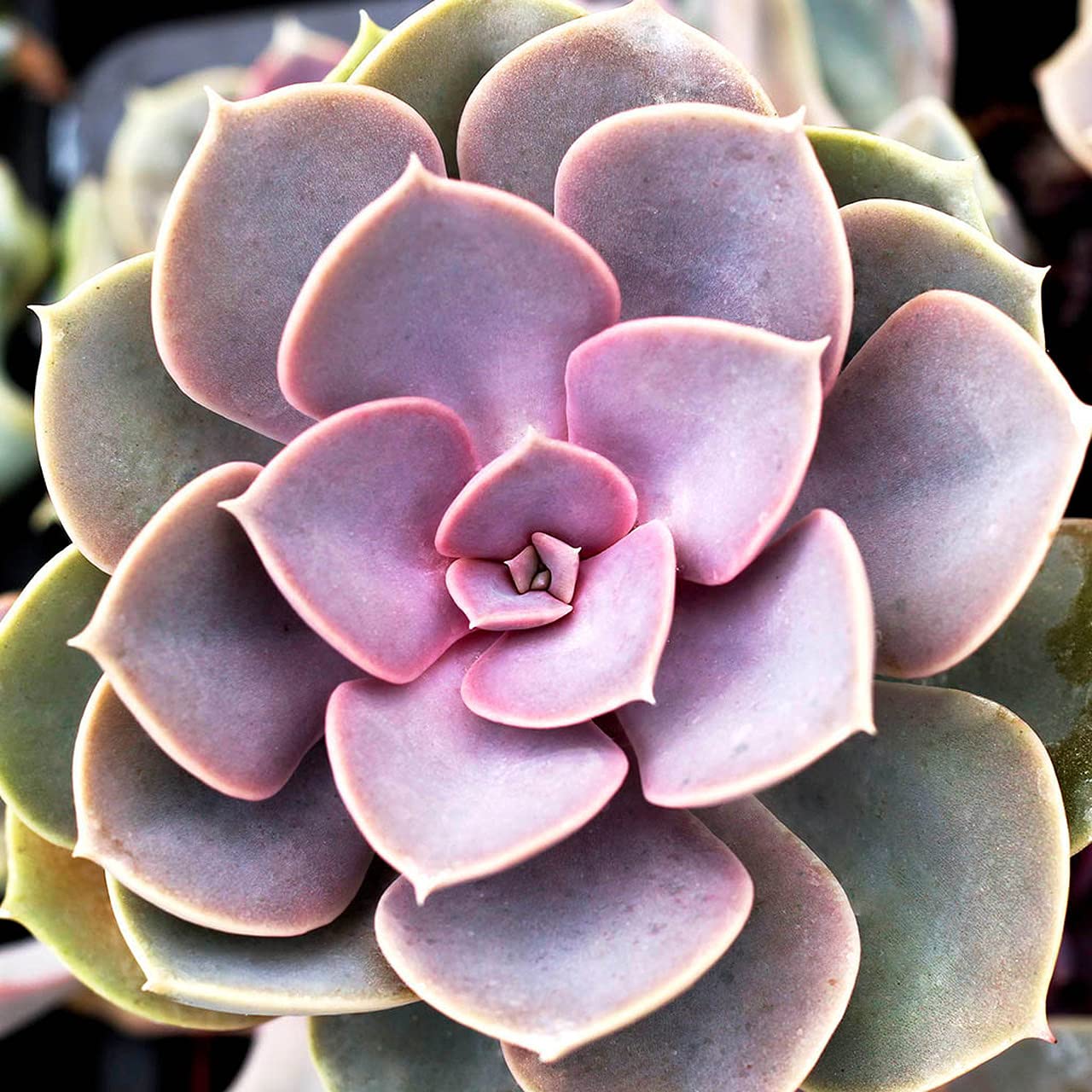 See full amazon price history chart for PlantaZee Succulent Live Plant echeveria-Perle-von-Nurnberg Architectural Plant vastu Plant PlantaZee Succulent Live Plant echeveria-Perle-von-Nurnberg Architectural Plant vastu Plant (B09MLN826K) Amazon Price History, Amazon Price Tracker