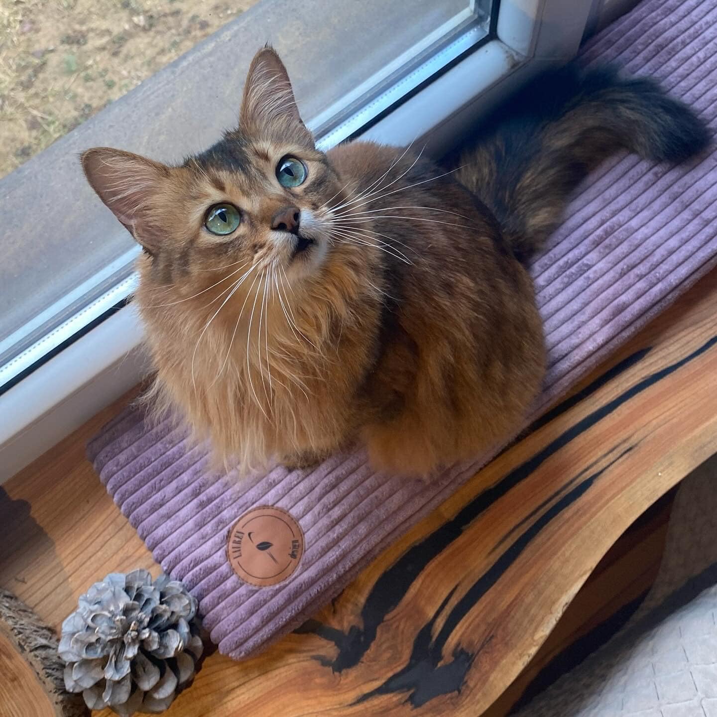 Prime Cat Window Perch For Cats, Window Sill with a Non-Slip Back, Cat Bed Window Sill Made in the European Union (Heather, 70 x 20 x 3 cm)