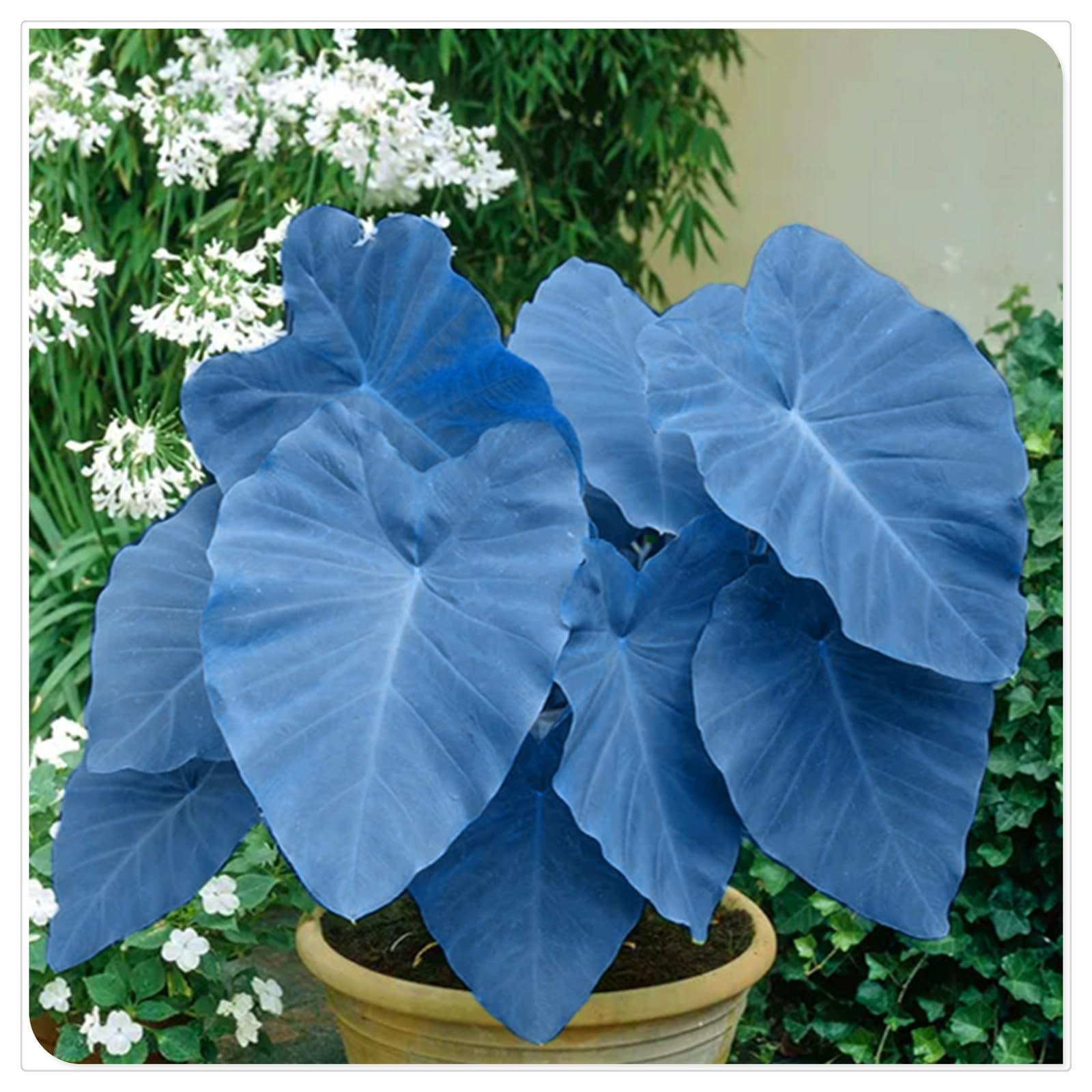 Perennial, Brilliant Elephant Ear Bulbs,for Stunning Garden Displays-6 Bulbs-J