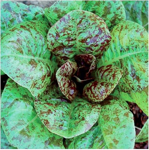 Semillas de lechuga Forellenschluss (espalda moteada de trucha) - Cultivo de otoño y siembra de estación fría. Una lechuga particularmente deliciosa.