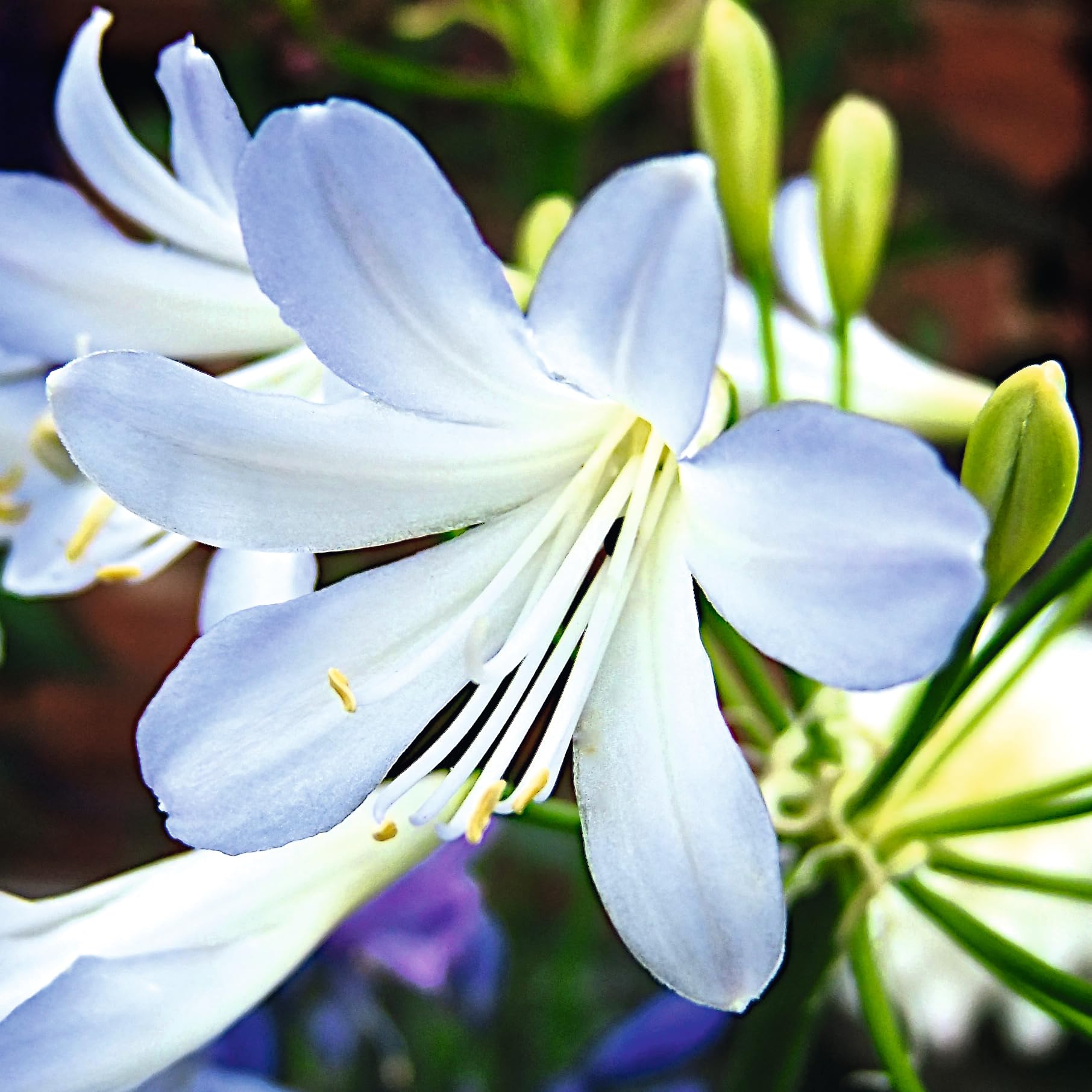 Agapanthus africanus 'Silver Baby' – Compact African Lily Perennial, White & Pale Blue Flowers, Hardy Garden Plant for Borders, Containers & Small Gardens, 3 Litre Pot x1, By Thompson & Morgan