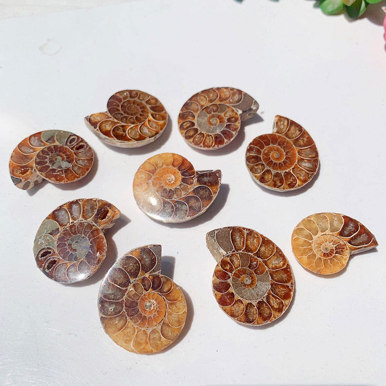 アンモナイト　貝などセット Amazon.co.jp: ナチュラル クリスタル コンク クォーツ パターン