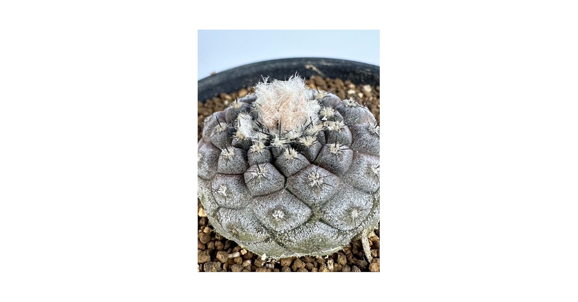 Amazon.co.jp: コピアポア 虎黒王 (Copiapoa tocopillana) 輸入