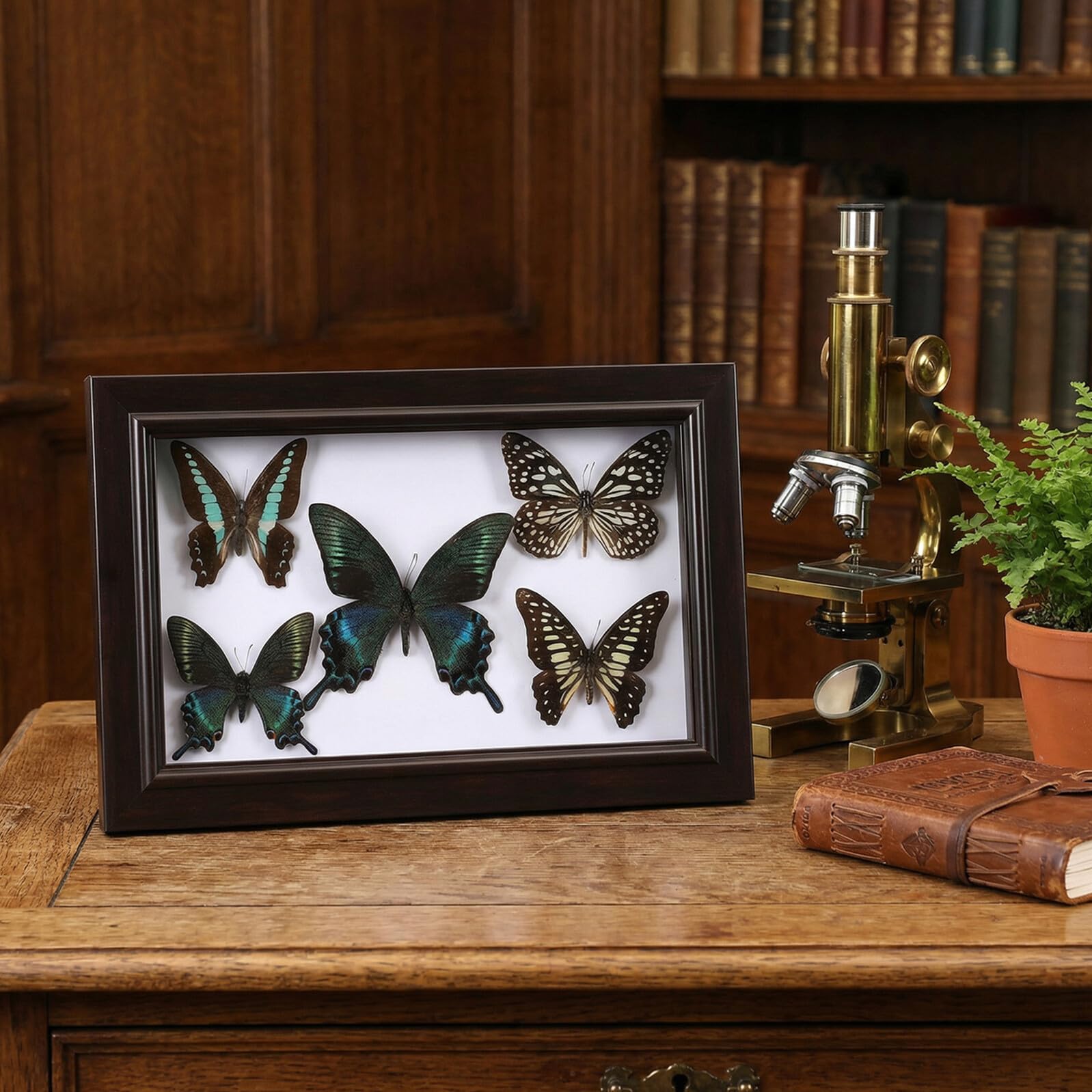 Marco de Exhibición de Insecto Disecado A7 con Tapa Transparente Marco de Madera Compacta para Decoración de Pared Artística DIY Espécimen Real para Decoración del Hogar y
