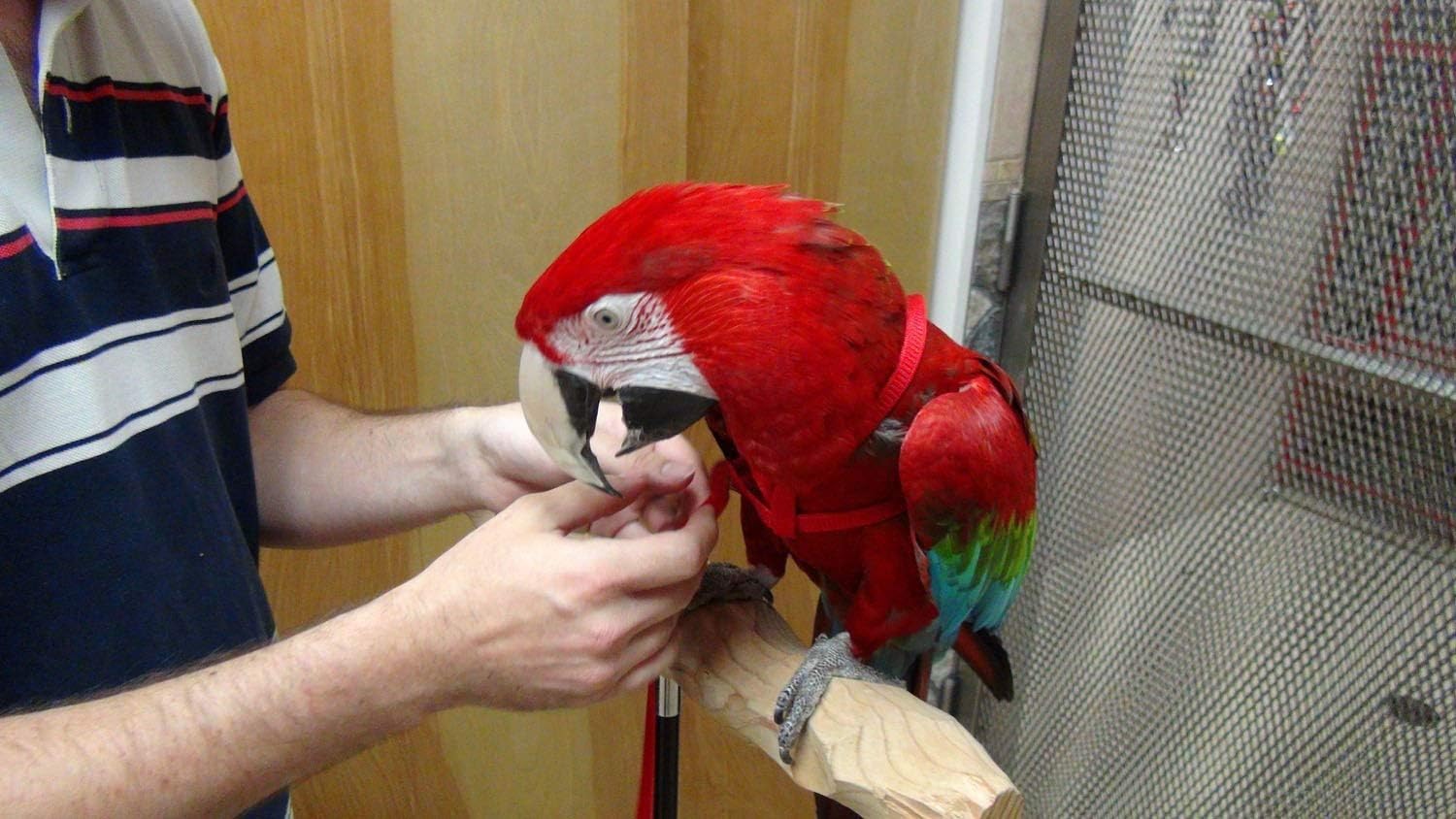 Photo inspiration: Fresh Look at Buy Bonaweite Adjustable Harness Leash Pet Birds Nylon Anti Bite