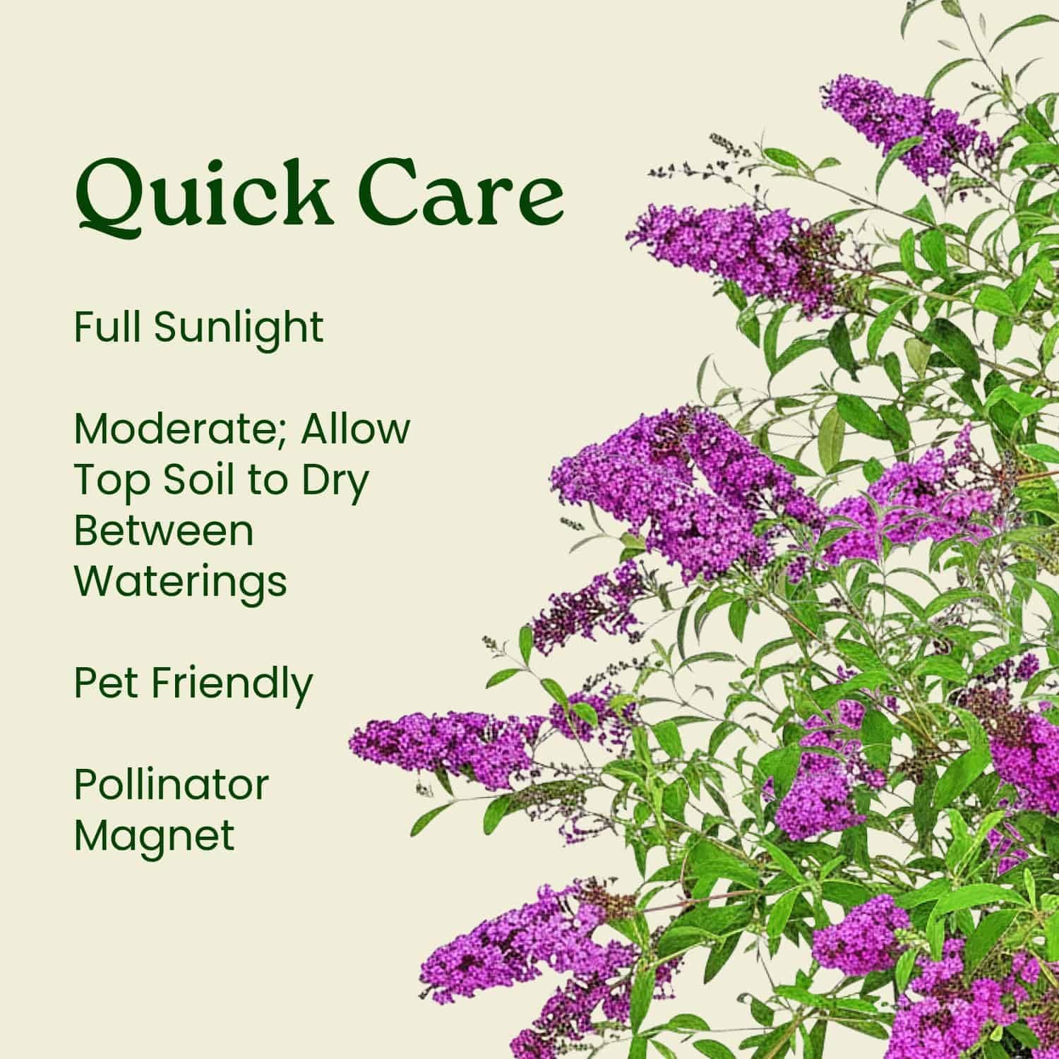 Buddleia Bush Royal Purple - Live Flowering Plant - Overall Height 18" to 24" - Tropical Plants of Florida (Plant Only)