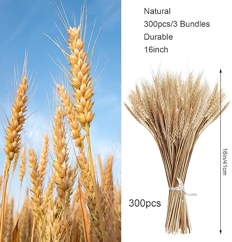 Miniatura 9 de MHMJON 100 tallos de trigo seco y 100 paquetes de lavanda seca, ramo de flores secas naturales, arreglo floral seco para el hogar, boda,