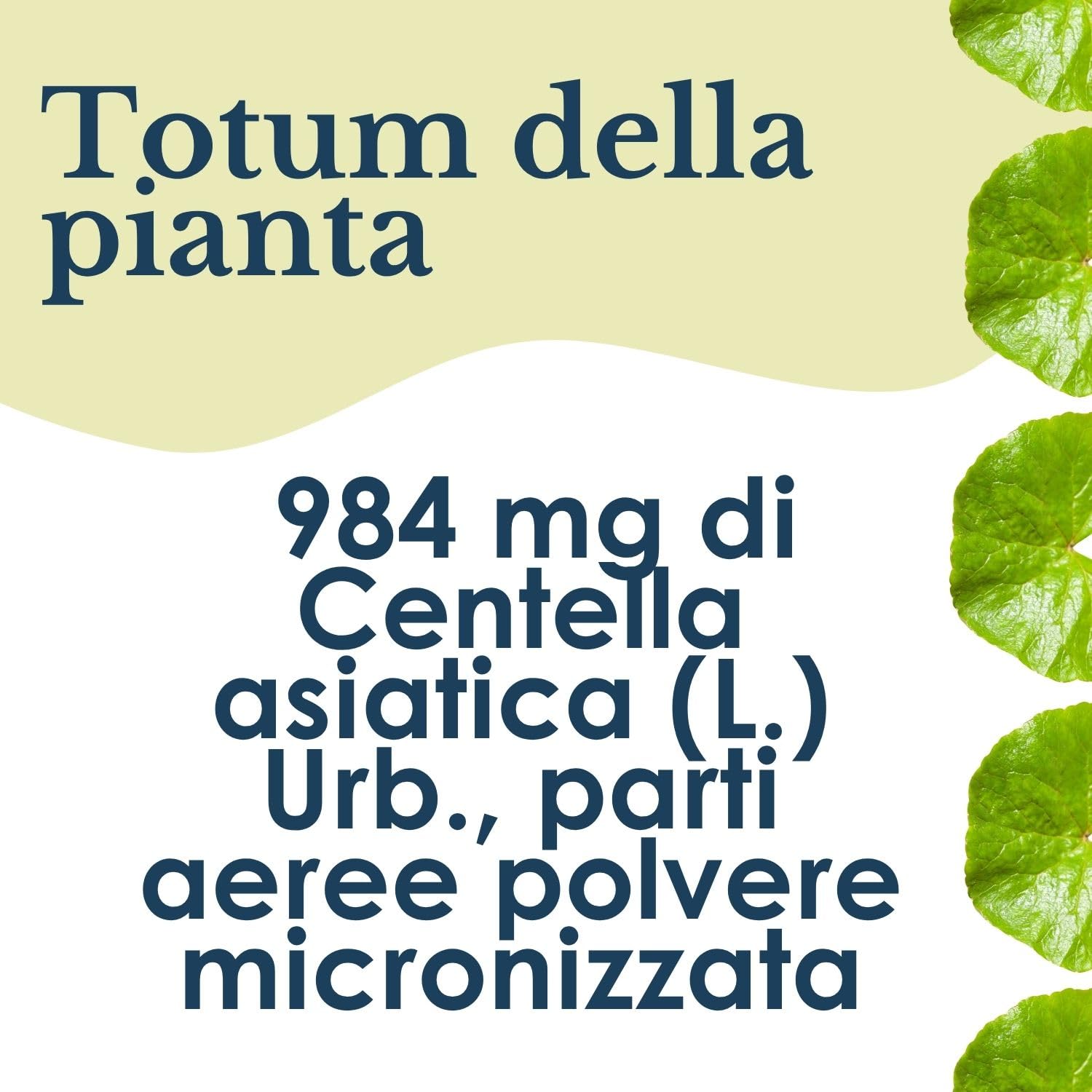 ERBEX - Centella Asiatica 160 Compresse | Polvere Micronizzata Parti Aeree | 984 mg per Dose | Funzionalità del Microcircolo | Inestetismi della Cellulite | Integratore Alimentare