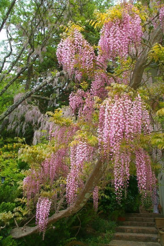 Glicine Wisteria "Brachybotrys Showa Beni" pianta innestata rampicante in vaso 9x9 cm Vivaio di Castelletto