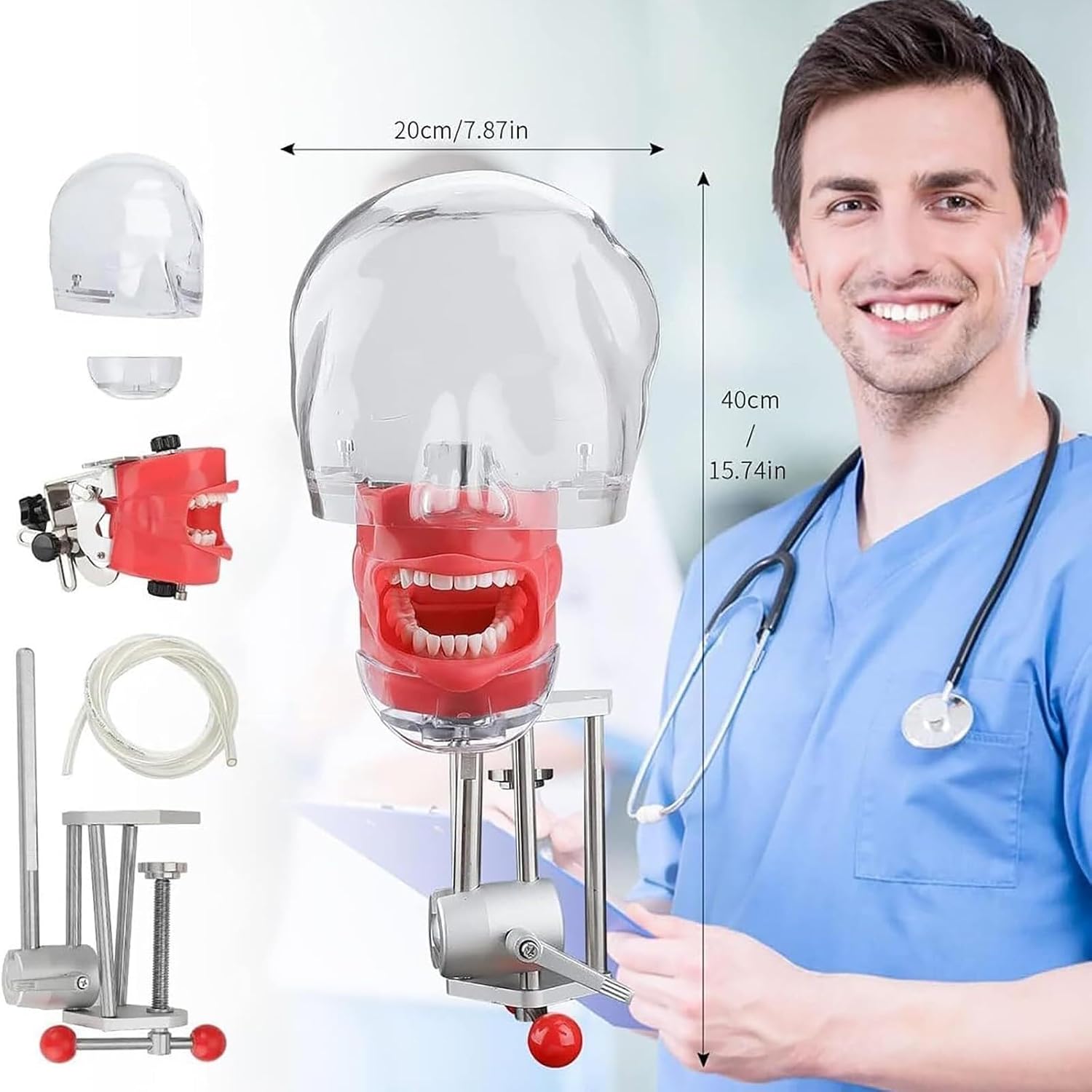 Dental Phantom Head Model, Dental Simulator Teeth Model Phantom Head Training Bench Mount, Dental Teeth Model, Dental Training Manikin, for Dentists Dental Assistants, Demonstration
