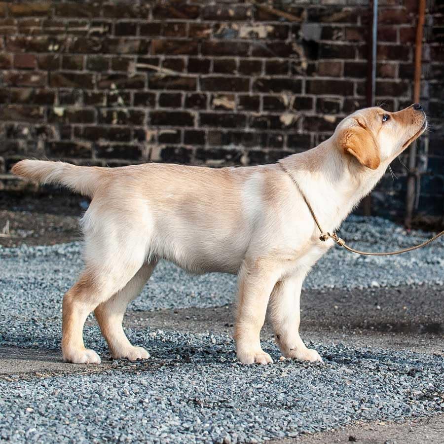 Showleine mit Stopper/Zugstopp - GOLDBEIGE | 6 mm Durchmesser x 160 cm Länge - Schicke Vorführleine/Ausstellungsleine für Hundeausstellungen