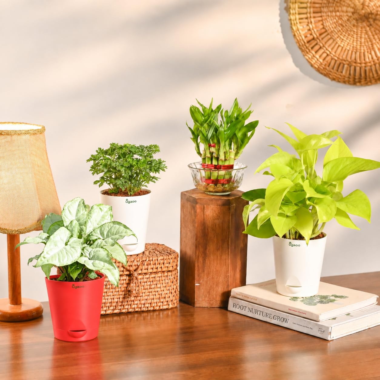 Ugaoo Variegated Money Plant - Self Watering -14