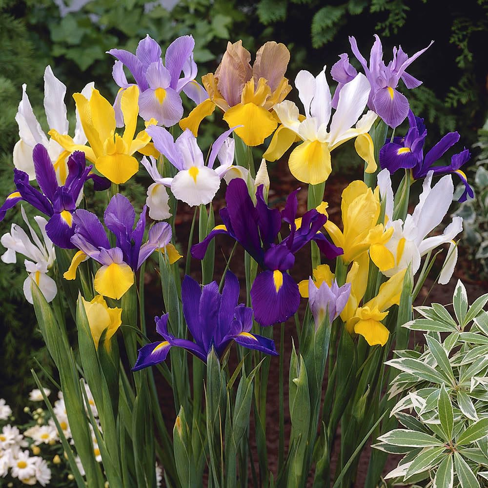 YouGarden Dutch Iris Mix, 50 Bulbs, Purple White Orange Yellow, Spring Garden Flowers
