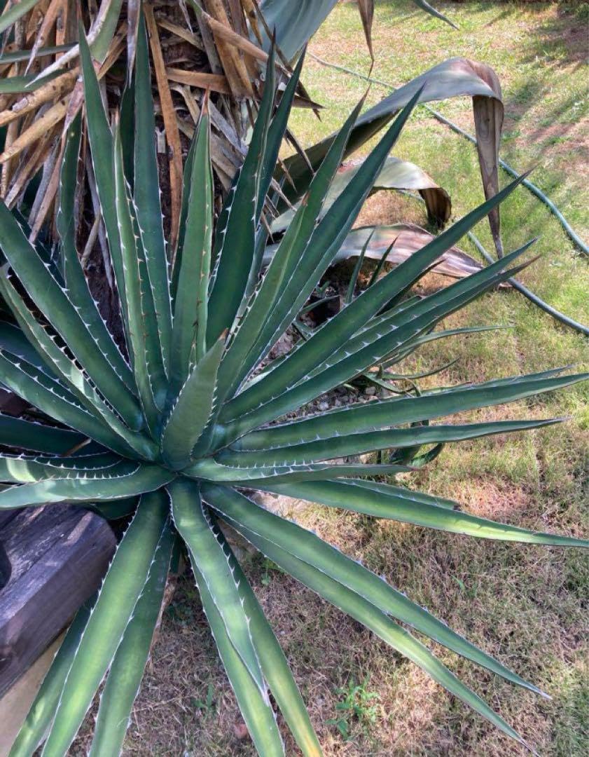 耐寒性アガベ直立葉レチュギラ◇ドライガーデン多肉サボテン島ユッカ アロエ ヤシ