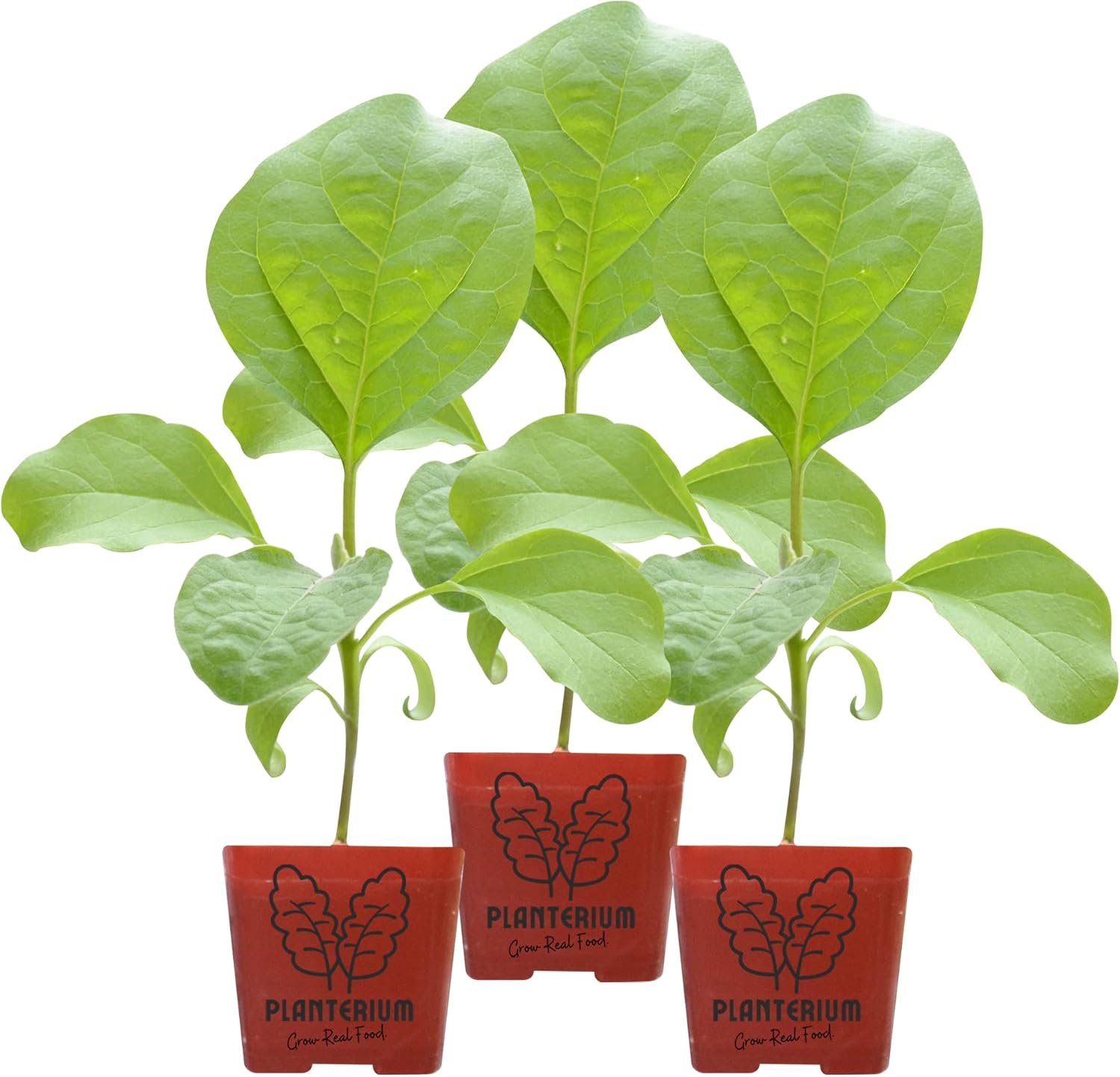 Planterium's Live Nadia Eggplant Plants | 3 Pack | 5" - 10" Tall