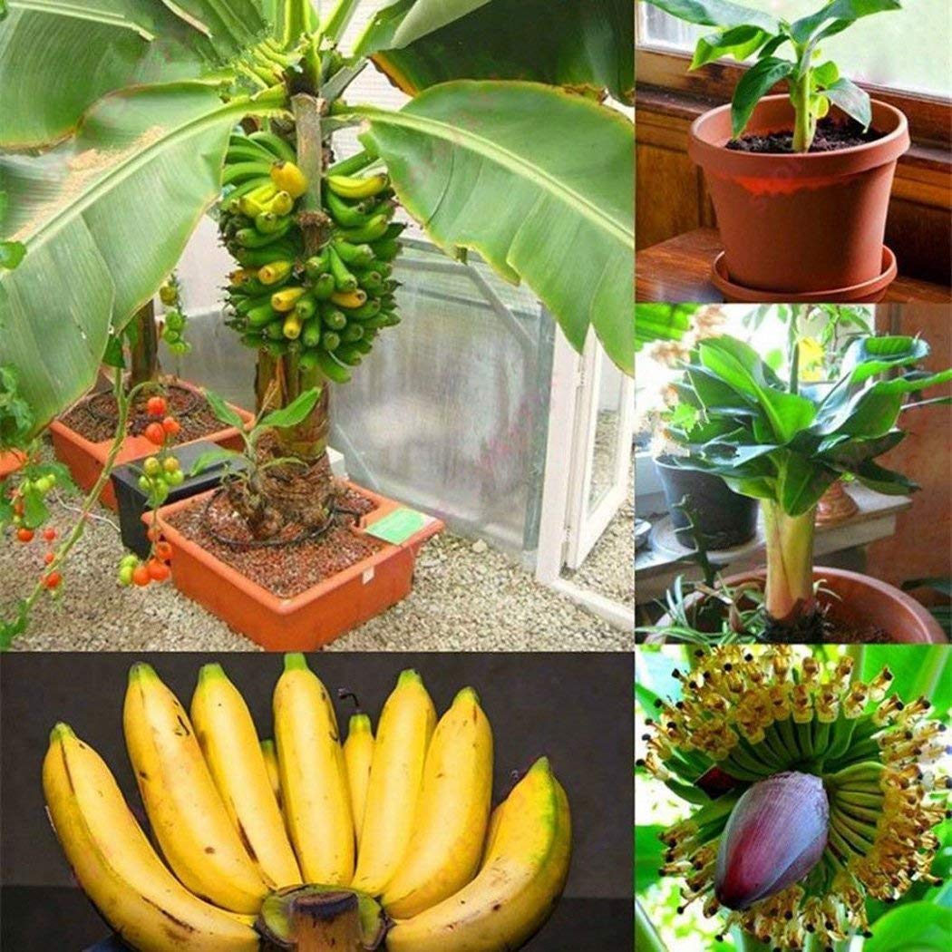 All Season Dwarf Banana Tree Seeds - Grow Indoor or Outdoor-30 seeds (B09HP35HKF) Amazon Price History, Amazon Price Tracker