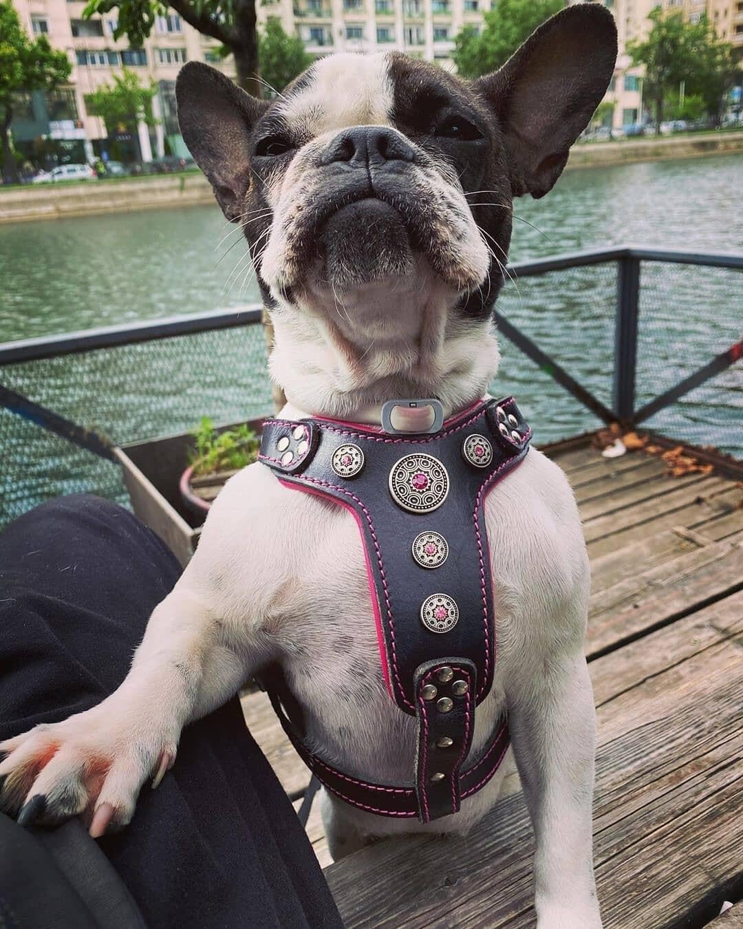 Bestia Bijou Arnés para Perro con Tachuelas de Cuero Genuino para Razas pequeñas a Medianas