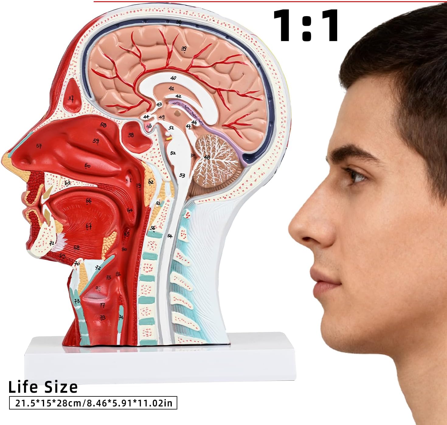 Anatomic Model Human Half Head with Superficial Neurovascular and Musculature, Life Size Skull Anatomy Model Detachable Brain, Medical Teaching Learning, Head Model for Education Display