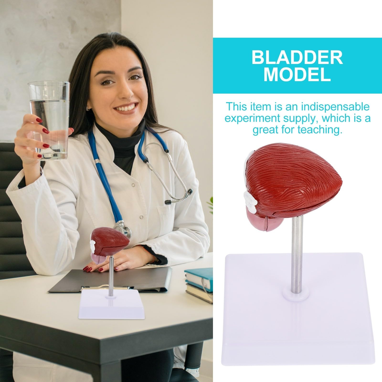 NUOBESTY Modèle Anatomique de Vessie Enseignement Portable Matériel Sûr pour Cours de Physiologie Humaine