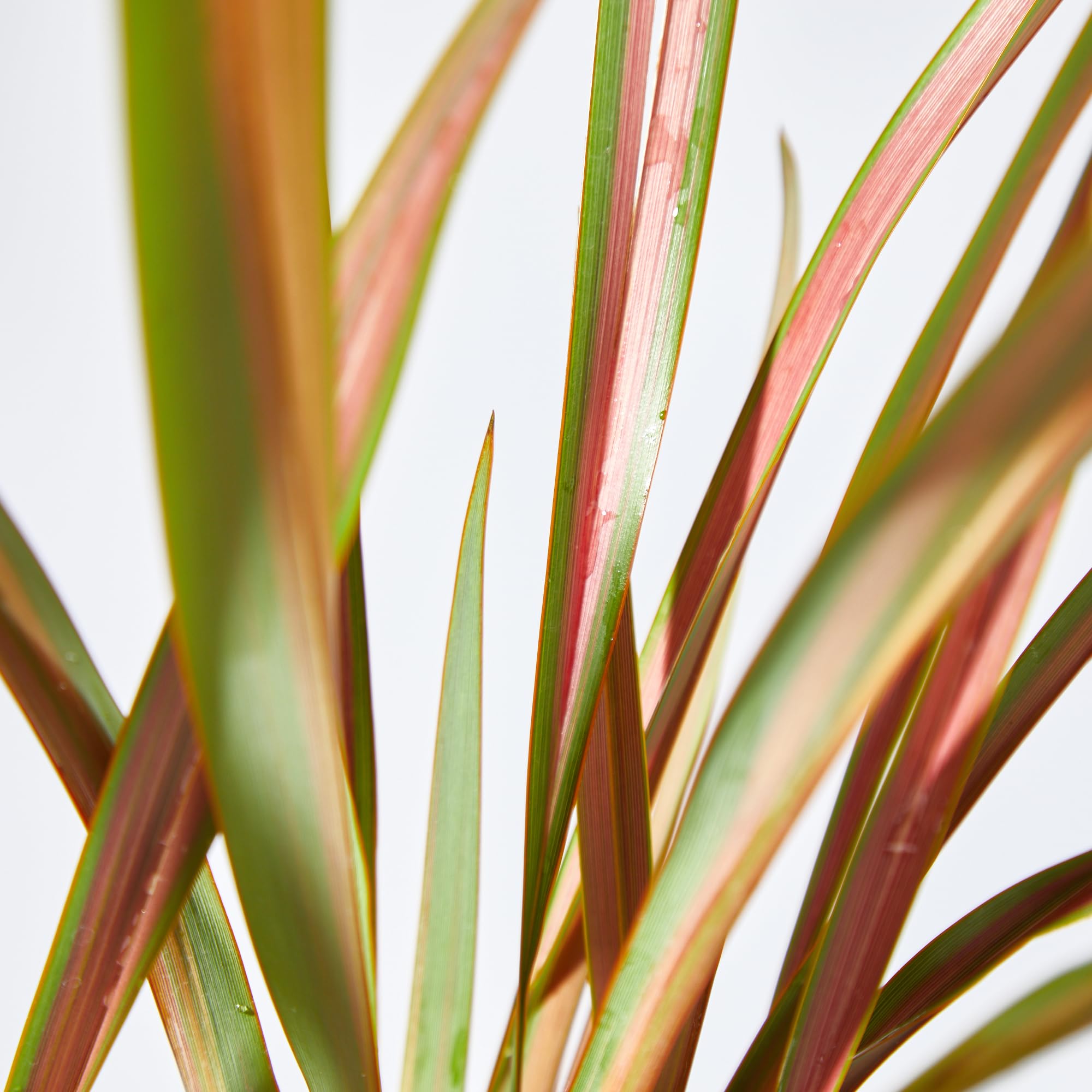 verdecora Phormium en Maceta de 3L | Phormium tenax | Arbusto de Exterior con Follaje Alargado y Resistente | Ideal para Jardines, Bordes y Decoración en Macetas