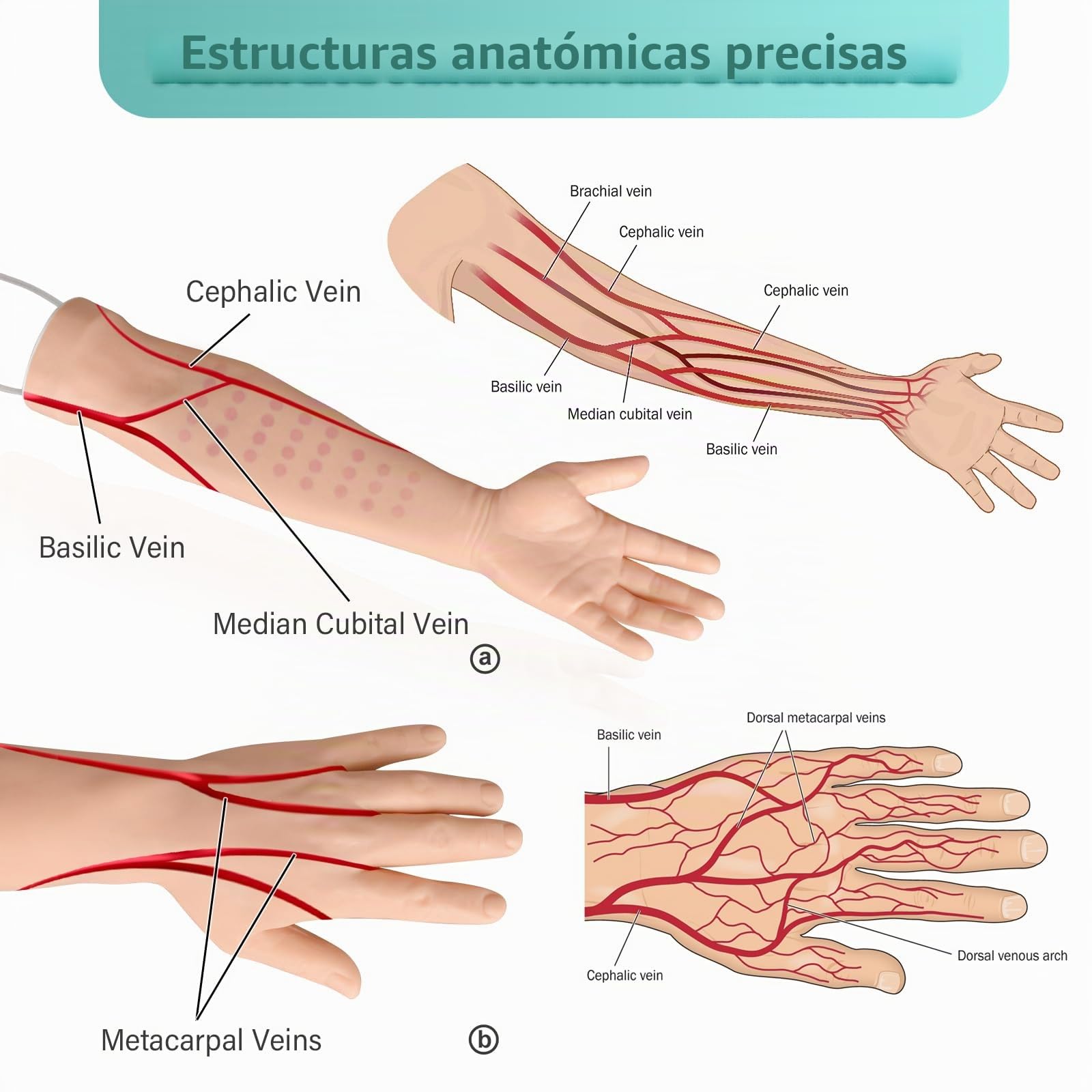 Kit de Brazo de Práctica Intravenosa con 30 Puntos de Inyección para Estudiantes de Enfermería, Kit de Práctica de Flebotomía sin Látex con Rstuche Portátil (Solo para uso Educativo)