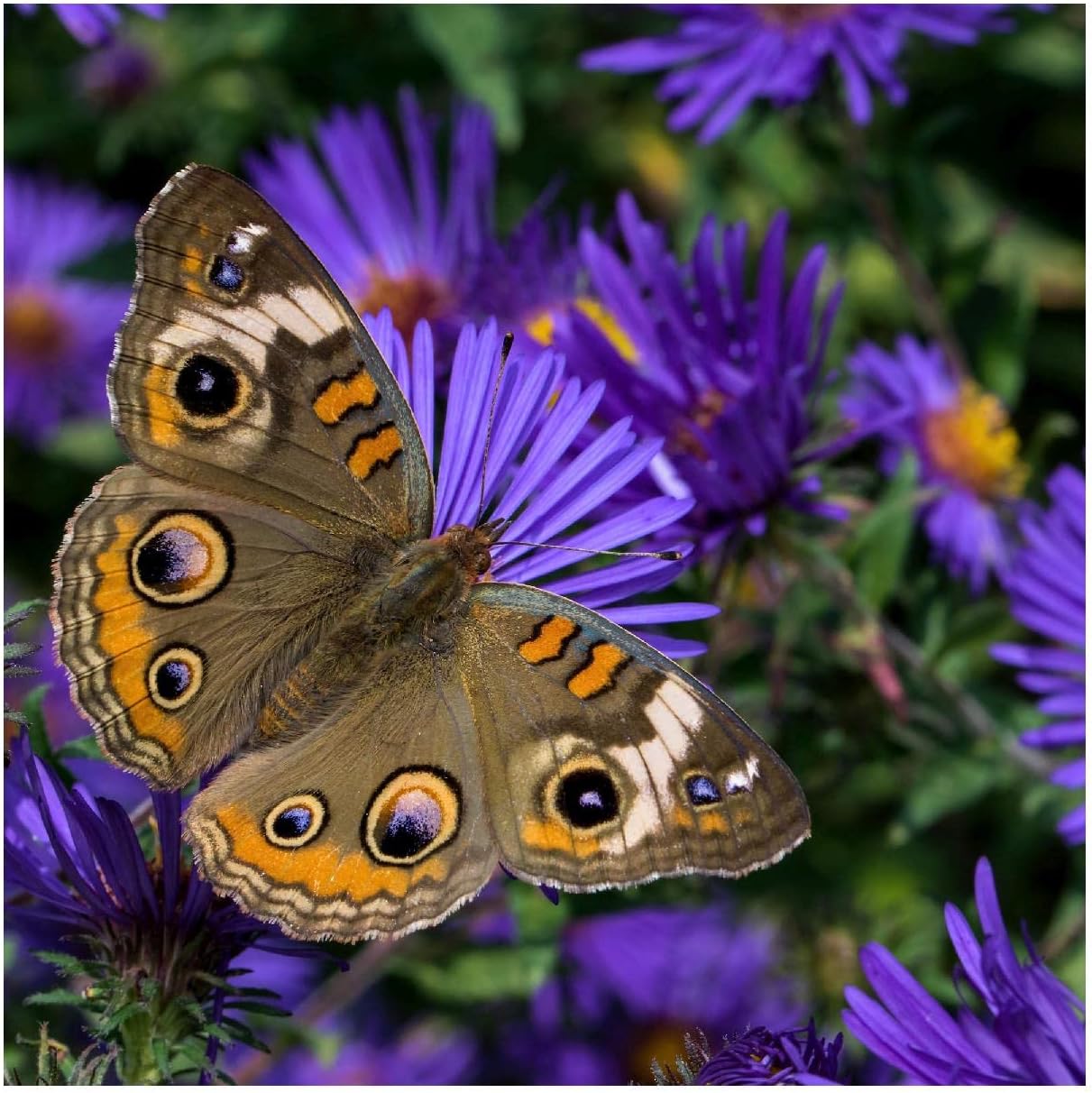 Everwilde Farms - 1/4 Lb New England Aster Native Wildflower Seeds - Gold Vault