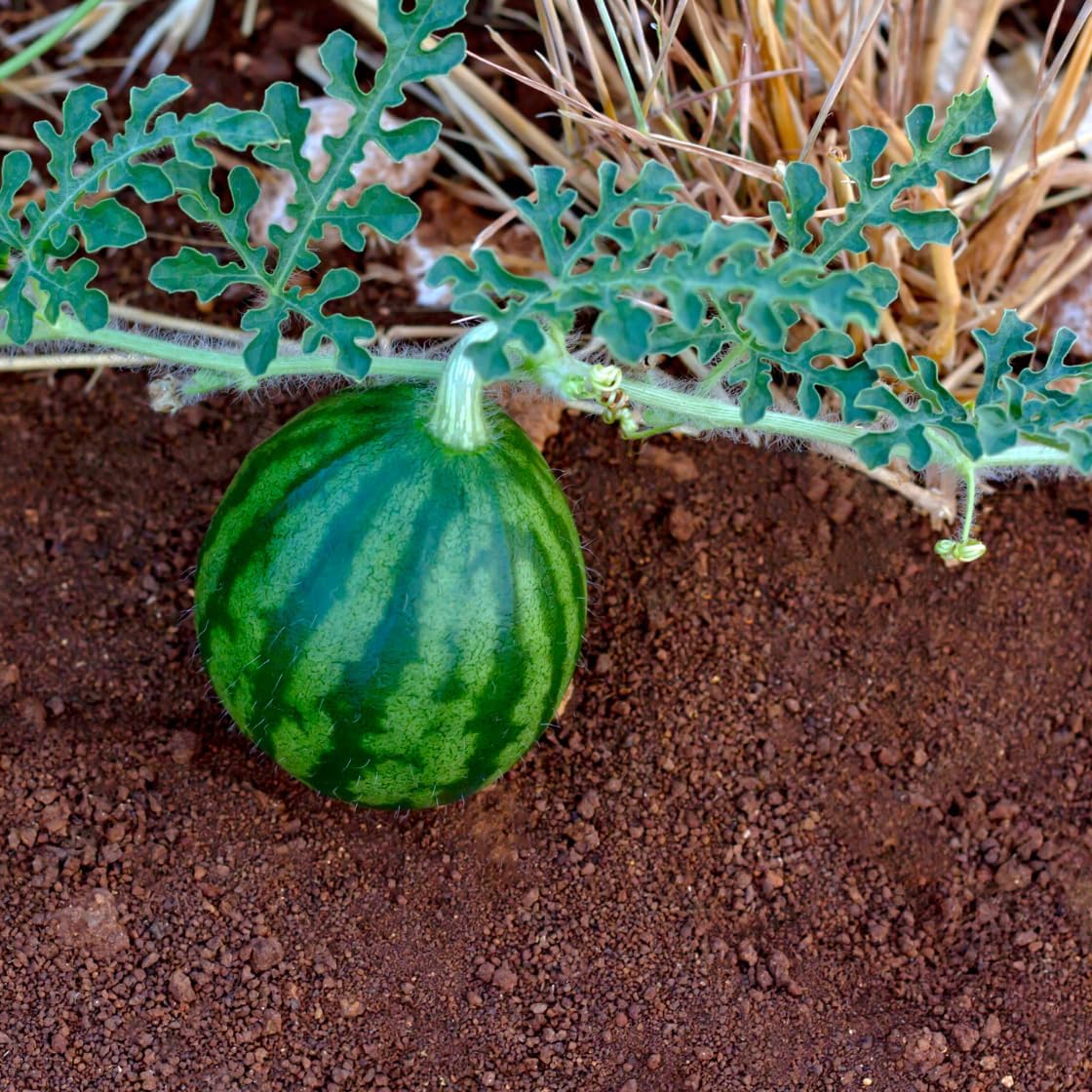 Brownie Brand Sugar Baby Watermelon Seeds – Sweet, Compact, and High-Yielding Melon Variety for Home Gardening – Perfect for Small Spaces, Easy to Grow, Non-GMO, 100+ Seeds per Pack. (1 Pound)