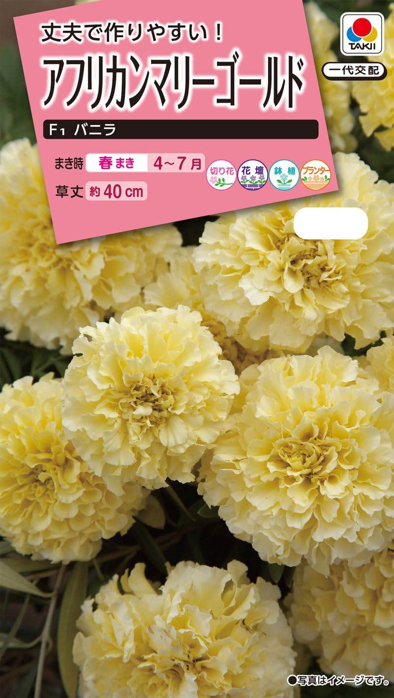 Amazon タキイ種苗 アフリカンマリーゴールド F1バニラ 花 Amazon タキイ種苗 アフリカンマリーゴールド F1バニラ 花