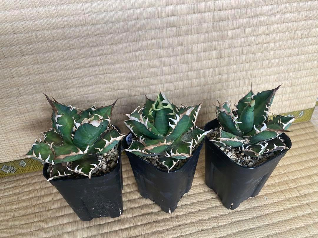 アガベ チタノタ レッドキャットウィーズル ハードウッドプランター SET 赤猫