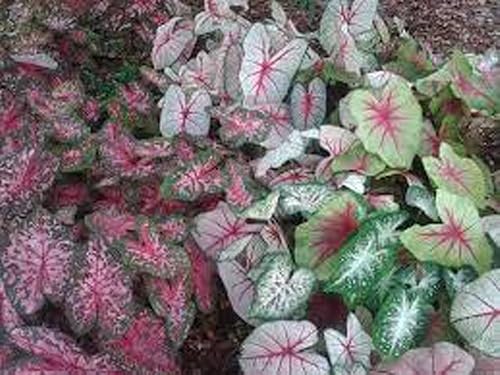 Miniatura 2 de Bombillas de caladio mezcla elegante paquete de 10 diez fácil de cultivar mezcla colorida HOSTA marca Country Creek Acres