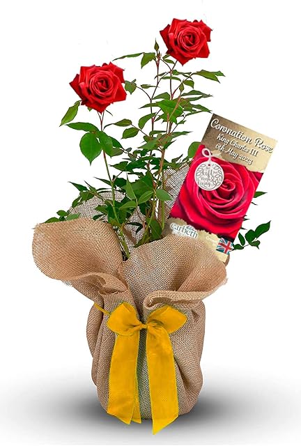 Coronation Rose Bush for King Charles III - Gift Wrapped Red Rose with Limited Edition Gold Rose Label