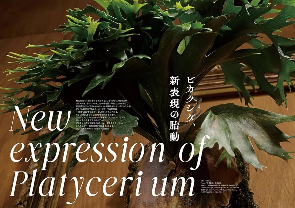 【1株限定出品】P.HAS 'Over whelming'/ビカクシダ 土日限定出品】P.HAS 'Over whelming'/ビカクシダ - メルカリ