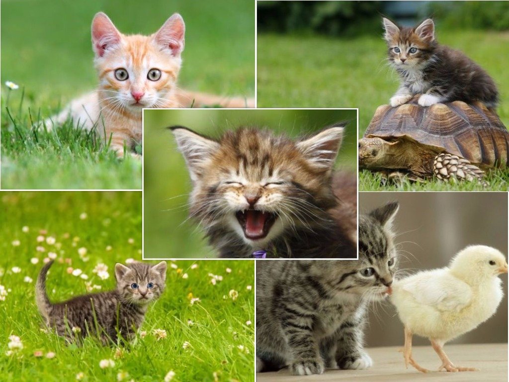 "CAT POSTCARDS" pack of 50 cards with cats and kittens, set of 5 different designs, 10 cards each (5,8 x 4,1 inch)