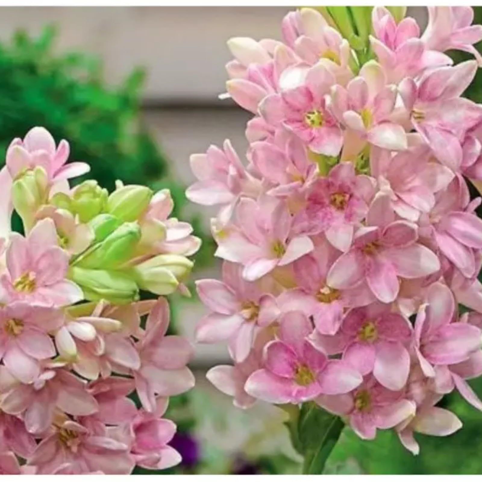 Tuberose Bulbs for Planting Now UK Ornamental Perennial Easy Plant Excellent Display Plant Bulbs Greening Flower/Good for Containers/Natural Organic -8Bulbs-D